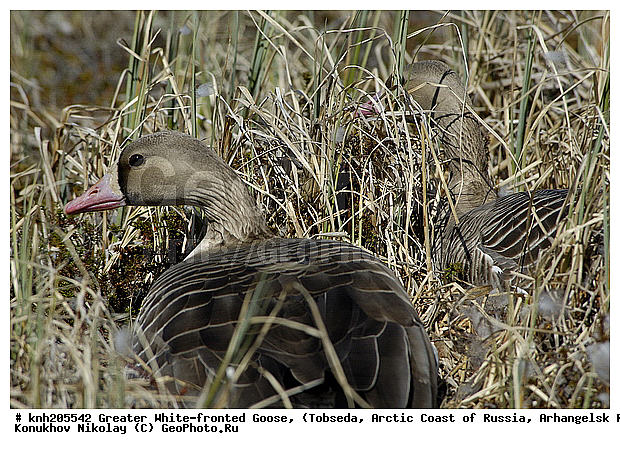 Anser albifrons, Greater White-fronted Goose, ����������� ���������, ������������� �������, ��������� ����, �������, ������, Anatidae, �����, �����, DONE, XYZ