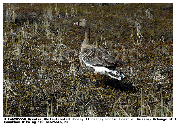 Anser albifrons, Greater White-fronted Goose, ����������� ���������, ������������� �������, ��������� ����, �������, ������, Anatidae, �����, �����, DONE, XYZ