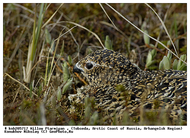 Lagopus lagopus, Willow Ptarmigan, ����������� ���������, ������������� �������, ����� ���������, �������, �����������, Tetraonidae, �����, �����, DONE, XYZ