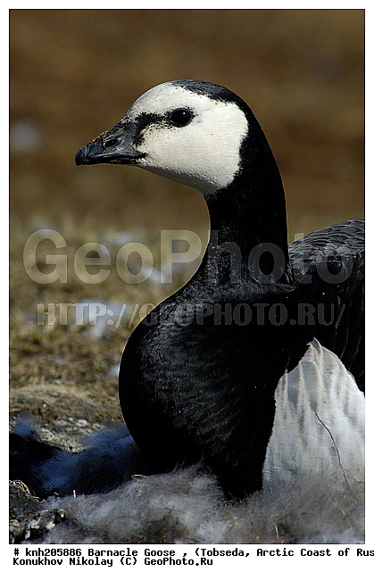 Barnacle Goose, Branta leucopsis, ����������� ���������, ������������� �������, ��������� �������, �������, ������, Anatidae, �����, �����, DONE, XYZ
