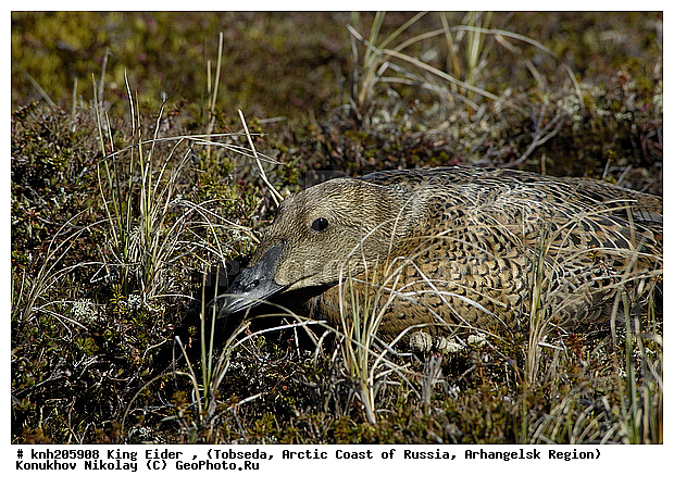 King Eider, Somateria spectabilis, ����������� ���������, ������������� �������, ����-����������, �������, ������, Anatidae, �����, �����, �����������������, ������������� �����, DONE, XYZ
