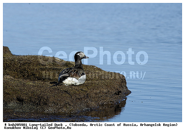 Clangula hyemalis, Long-tailed Duck, ����������� ���������, ������������� �������, �������, �������, ������, Anatidae, �����, �����, �����������������, DONE, ������������� �����, XYZ