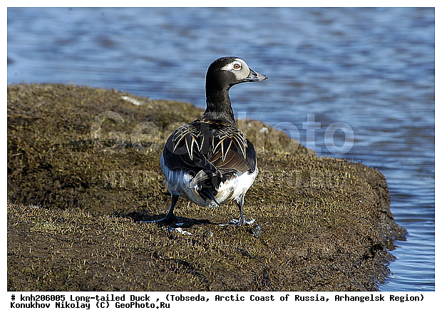 Clangula hyemalis, Long-tailed Duck, ����������� ���������, ������������� �������, �������, �������, ������, Anatidae, �����, �����, �����������������, DONE, ������������� �����, XYZ