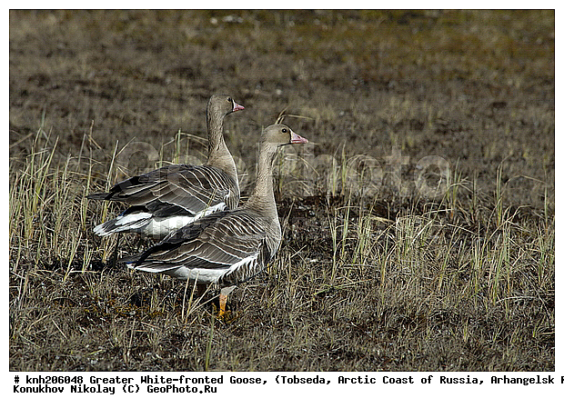 Anser albifrons, Greater White-fronted Goose, ����������� ���������, ������������� �������, ��������� ����, �������, ������, Anatidae, �����, �����, DONE, XYZ