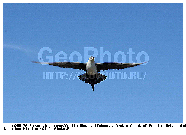 Arctic Skua, Parasitic Jaeger, Stercorarius parasiticus, ����������� ���������, ������������� �������, �������������� ��������, �������, ������������, Stercorariidae, ������� �����, ������� �����, DONE



, XYZ