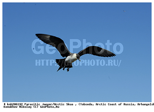 Arctic Skua, Parasitic Jaeger, Stercorarius parasiticus, ����������� ���������, ������������� �������, �������������� ��������, �������, ������������, Stercorariidae, ������� �����, ������� �����, DONE



, XYZ