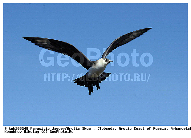 Arctic Skua, Parasitic Jaeger, Stercorarius parasiticus, ����������� ���������, ������������� �������, �������������� ��������, �������, ������������, Stercorariidae, ������� �����, ������� �����, DONE



, XYZ