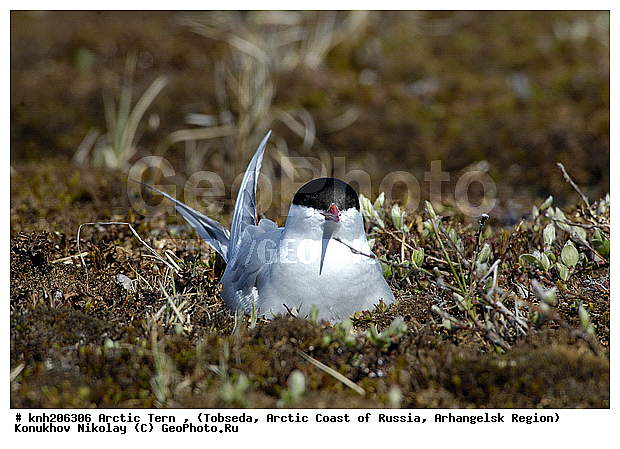 Arctic Tern, Sterna paradisaea, ����������� ���������, ������������� �������, �������� ������, �������, ���������, Sternidae, ������� �����, ������� �����, DONE


, XYZ