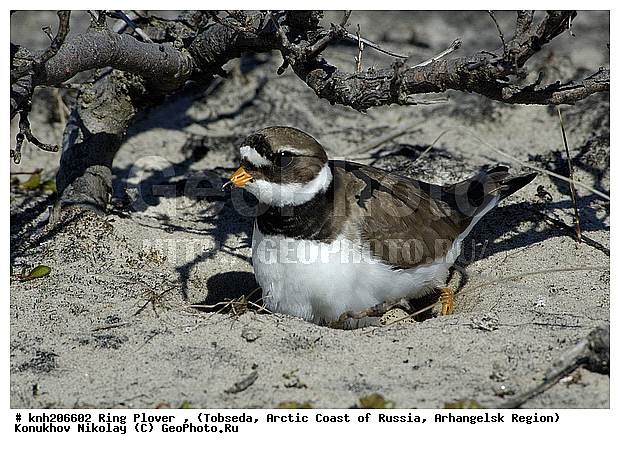 Charadrius hiaticula, Ring Plover, ����������� ���������, ������������� �������, ����������, �������, ���������, Charadriidae, �����, �����, �����, ������, DONE, XYZ