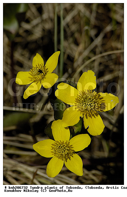 �������, ����������� ���������, ������������� �������, ��������, �������� ������. ��������� ���������� ������ (�. �������), �������, ������, �����, ������ ��������, ���������� ��������, �����, ��������, �����, ������, ������������ ��������, DONE, ����������, Ericaceae, �������, �������, ��������� ��������, ��������� �����, Caltha palustris, XYZ