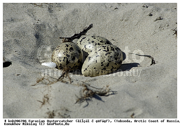 Eurasian Oystercatcher (������ � ������), Haematopus ostralegus, ����������� ���������, ������������� �������, �����-������, �������, ������-������, Haematopodidae, �����, �����, �����, ������, DONE, XYZ