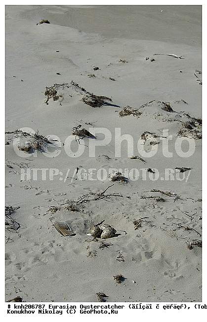 Eurasian Oystercatcher (������ � ������), Haematopus ostralegus, ����������� ���������, ������������� �������, �����-������, �������, ������-������, Haematopodidae, �����, �����, �����, ������, DONE, XYZ