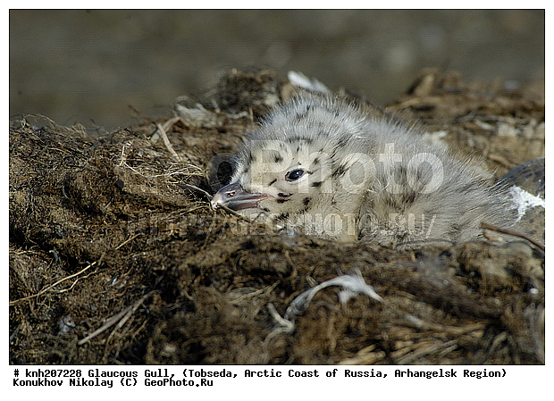 Glaucous Gull, Larus hyperboreus, ����������� ���������, ������������� �������, ����������, �������, ��������, Laridae, ������� �����, ������� �����, DONE, XYZ