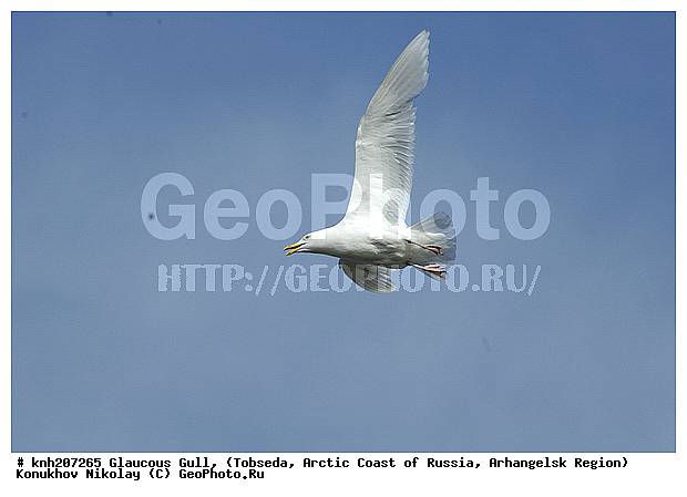 Glaucous Gull, Larus hyperboreus, ����������� ���������, ������������� �������, ����������, �������, ��������, Laridae, ������� �����, ������� �����, DONE, XYZ