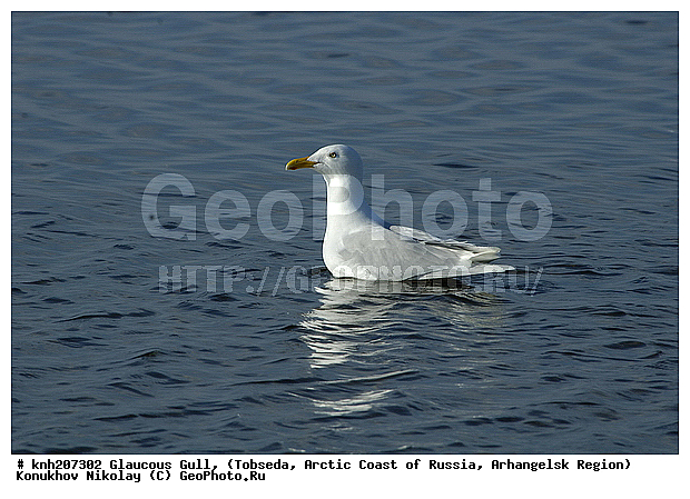 Glaucous Gull, Larus hyperboreus, ����������� ���������, ������������� �������, ����������, �������, ��������, Laridae, ������� �����, ������� �����, DONE, XYZ