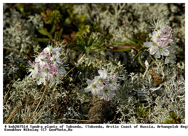 �������, ����������� ���������, ������������� �������, ��������, �������� ������. ��������� ���������� ������ (�. �������), �������, ������, �����, ������ ��������, ���������� ��������, �����, ��������, �����, ������, ������������ ��������, DONE, ����������, Ericaceae, �������, �������, ��������� ����������, ��������� ���������, Ledum decumbens, Rhododendron subarcticum, ���������, ����������, ������������ ��������, ������������ ��������, ������������, ������������ �����������, �����������, ������������, ���������, �����, ����������, XYZ