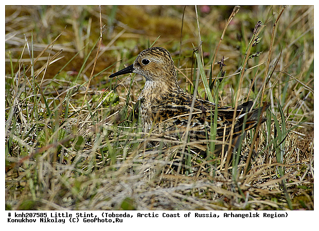 Calidris minutus, Little Stint, ����������� ���������, ������������� �������, �����-�������, �������, ���������, Scolopacidae, �����, �����, �����, ������, DONE, Calidris minuta, Erolia minuta, XYZ