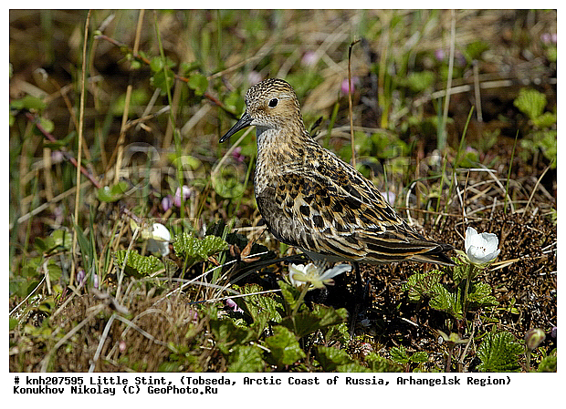 Calidris minutus, Little Stint, ����������� ���������, ������������� �������, �����-�������, �������, ���������, Scolopacidae, �����, �����, �����, ������, DONE, Calidris minuta, Erolia minuta, XYZ