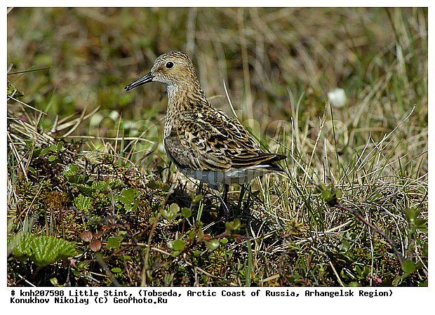 Calidris minutus, Little Stint, ����������� ���������, ������������� �������, �����-�������, �������, ���������, Scolopacidae, �����, �����, �����, ������, DONE, Calidris minuta, Erolia minuta, XYZ