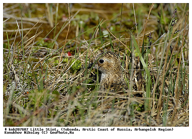 Calidris minutus, Little Stint, ����������� ���������, ������������� �������, �����-�������, �������, ���������, Scolopacidae, �����, �����, �����, ������, DONE, Calidris minuta, Erolia minuta, XYZ
