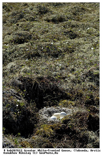 Anser albifrons, Greater White-fronted Goose, ����������� ���������, ������������� �������, ��������� ����, �������, ������, Anatidae, �����, �����, DONE, XYZ