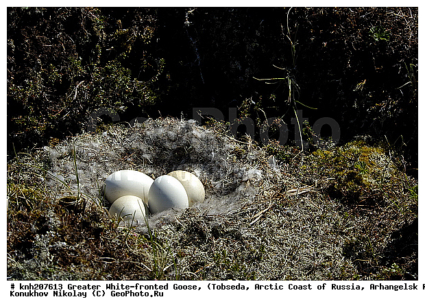 Anser albifrons, Greater White-fronted Goose, ����������� ���������, ������������� �������, ��������� ����, �������, ������, Anatidae, �����, �����, DONE, XYZ