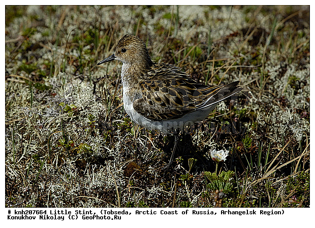 Calidris minutus, Little Stint, ����������� ���������, ������������� �������, �����-�������, �������, ���������, Scolopacidae, �����, �����, �����, ������, DONE, Calidris minuta, Erolia minuta, XYZ
