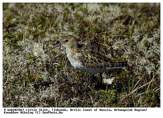 Calidris minutus, Little Stint, ����������� ���������, ������������� �������, �����-�������, �������, ���������, Scolopacidae, �����, �����, �����, ������, DONE, Calidris minuta, Erolia minuta, XYZ