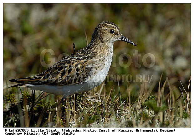 Calidris minutus, Little Stint, ����������� ���������, ������������� �������, �����-�������, �������, ���������, Scolopacidae, �����, �����, �����, ������, DONE, Calidris minuta, Erolia minuta, XYZ