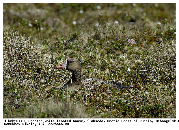 Anser albifrons, Greater White-fronted Goose, ����������� ���������, ������������� �������, ��������� ����, �������, ������, Anatidae, �����, �����, DONE, XYZ