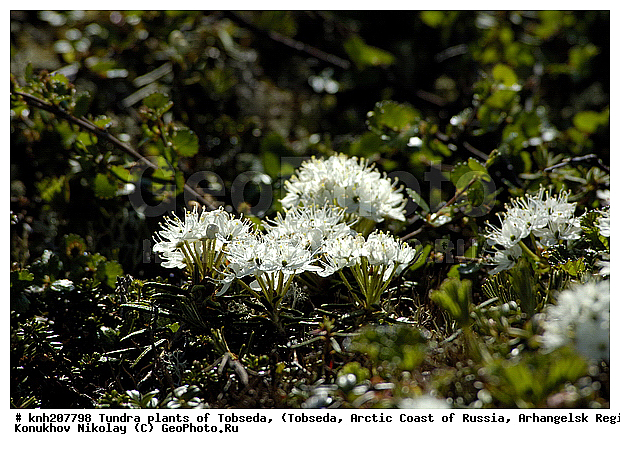 �������, ����������� ���������, ������������� �������, ��������, �������� ������. ��������� ���������� ������ (�. �������), �������, ������, �����, ������ ��������, ���������� ��������, �����, ��������, �����, ������, ������������ ��������, DONE, ����������, Ericaceae, �������, �������, ��������� ����������, ��������� ���������, Ledum decumbens, Rhododendron subarcticum, ���������, ����������, ������������ ��������, ������������ ��������, ������������, ������������ �����������, �����������, ������������, ���������, �����, ����������, XYZ