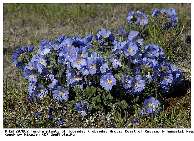 �������, ����������� ���������, ������������� �������, ��������, �������� ������. ��������� ���������� ������ (�. �������), �������, ������, �����, ������ ��������, ���������� ��������, �����, ��������, �����, ������, ������������ ��������, DONE, ���������, ������������, Polemoniaceae, �������, �������, ������ ��������, Polemonium boreale, XYZ