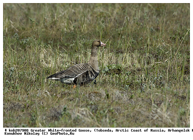 Anser albifrons, Greater White-fronted Goose, ����������� ���������, ������������� �������, ��������� ����, �������, ������, Anatidae, �����, �����, DONE, XYZ
