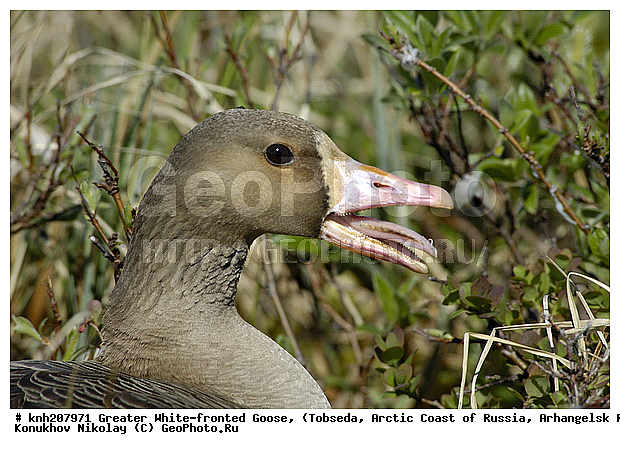 Anser albifrons, Greater White-fronted Goose, ����������� ���������, ������������� �������, ��������� ����, �������, ������, Anatidae, �����, �����, DONE, XYZ