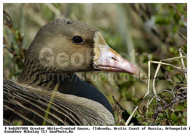 Anser albifrons, Greater White-fronted Goose, ����������� ���������, ������������� �������, ��������� ����, �������, ������, Anatidae, �����, �����, DONE, XYZ