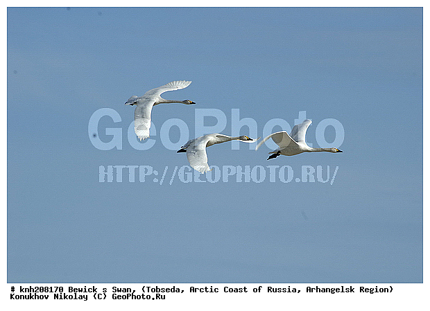 Bewick�s Swan, Cygnus bewickii, ����������� ���������, ������������� �������, ����� ������, �������, ������, Anatidae, �����, �����, �����������������, ������������� �����, DONE, XYZ