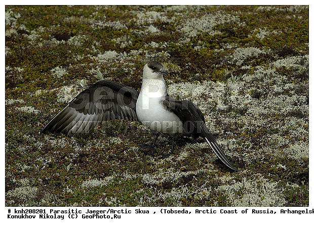 Arctic Skua, Parasitic Jaeger, Stercorarius parasiticus, ����������� ���������, ������������� �������, �������������� ��������, �������, ������������, Stercorariidae, ������� �����, ������� �����, DONE



, XYZ