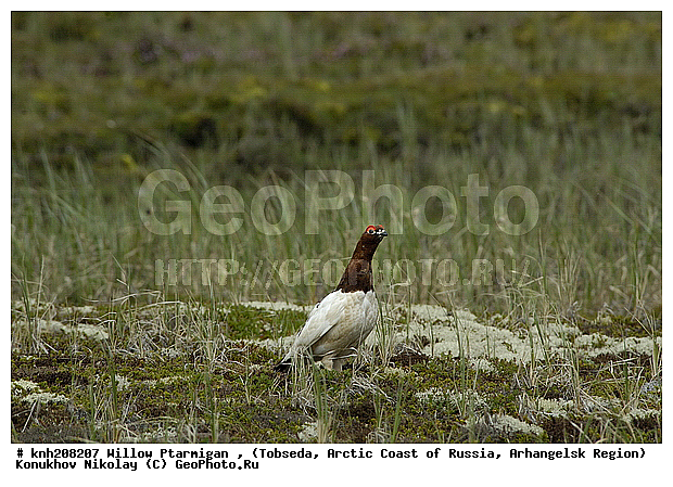 Lagopus lagopus, Willow Ptarmigan, ����������� ���������, ������������� �������, ����� ���������, �������, �����������, Tetraonidae, �����, �����, DONE, XYZ