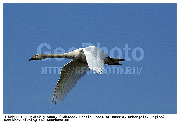 Bewick�s Swan, Cygnus bewickii, ����������� ���������, ������������� �������, ����� ������, �������, ������, Anatidae, �����, �����, �����������������, ������������� �����, DONE, XYZ