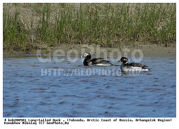 Clangula hyemalis, Long-tailed Duck, ����������� ���������, ������������� �������, �������, �������, ������, Anatidae, �����, �����, �����������������, DONE, ������������� �����, XYZ