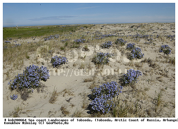 Sea coast Landscapes of Tobseda, ����������� ���������, ������������� �������, �������, ������ ��������, ���������� ��������, �����, ��������, �����, ������, ������������ ��������, DONE, ���������, ������������, Polemoniaceae, �������, �������, ������ ��������, Polemonium boreale, XYZ