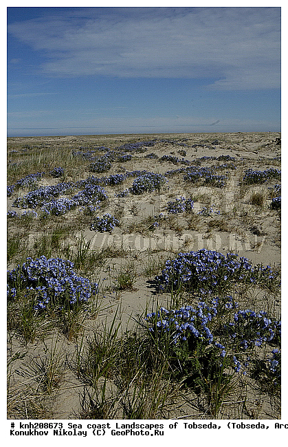 Sea coast Landscapes of Tobseda, ����������� ���������, ������������� �������, �������, ������ ��������, ���������� ��������, �����, ��������, �����, ������, ������������ ��������, DONE, ���������, ������������, Polemoniaceae, �������, �������, ������ ��������, Polemonium boreale, XYZ