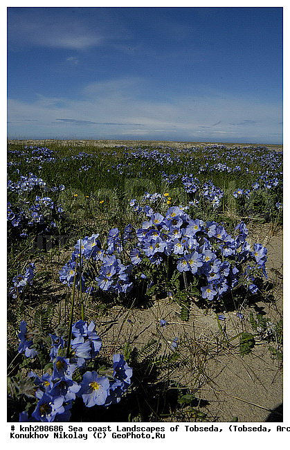 Sea coast Landscapes of Tobseda, ����������� ���������, ������������� �������, �������, ������ ��������, ���������� ��������, �����, ��������, �����, ������, ������������ ��������, DONE, ���������, ������������, Polemoniaceae, �������, �������, ������ ��������, Polemonium boreale, XYZ