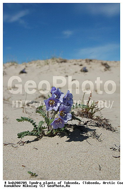 �������, ����������� ���������, ������������� �������, ��������, �������� ������. ��������� ���������� ������ (�. �������), �������, ������, �����, ������ ��������, ���������� ��������, �����, ��������, �����, ������, ������������ ��������, DONE, ���������, ������������, Polemoniaceae, �������, �������, ������ ��������, Polemonium boreale, XYZ