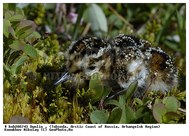 Calidris alpina, Dunlin, ����������� ���������, ������������� �������, �������, ����������, ���������, Scolopacidae, �����, �����, �����, ������, DONE, XYZ