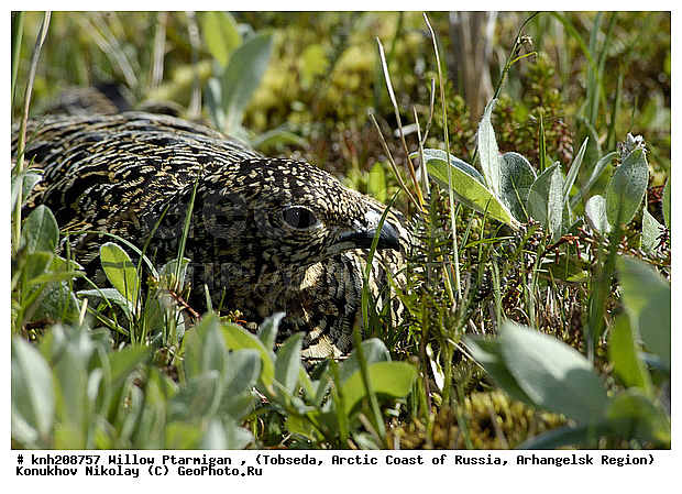 Lagopus lagopus, Willow Ptarmigan, ����������� ���������, ������������� �������, ����� ���������, �������, �����������, Tetraonidae, �����, �����, DONE, XYZ