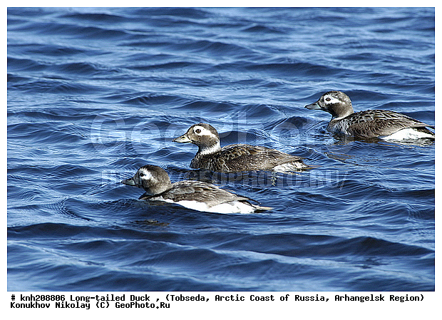 Clangula hyemalis, Long-tailed Duck, ����������� ���������, ������������� �������, �������, �������, ������, Anatidae, �����, �����, �����������������, DONE, ������������� �����, XYZ