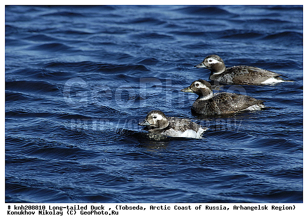 Clangula hyemalis, Long-tailed Duck, ����������� ���������, ������������� �������, �������, �������, ������, Anatidae, �����, �����, �����������������, DONE, ������������� �����, XYZ