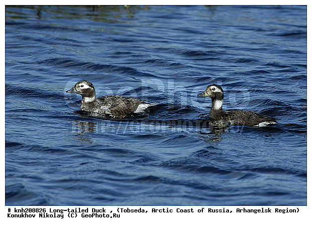 Clangula hyemalis, Long-tailed Duck, ����������� ���������, ������������� �������, �������, �������, ������, Anatidae, �����, �����, �����������������, DONE, ������������� �����, XYZ