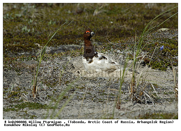 Lagopus lagopus, Willow Ptarmigan, ����������� ���������, ������������� �������, ����� ���������, �������, �����������, Tetraonidae, �����, �����, DONE, XYZ